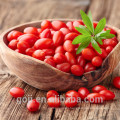 Wholesale Dried Wild Goji Berry Ningxia bulk